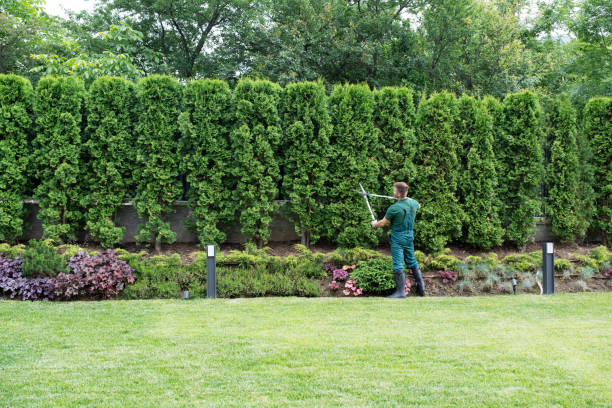 Best Palm Tree Trimming  in Rapid Valley, SD