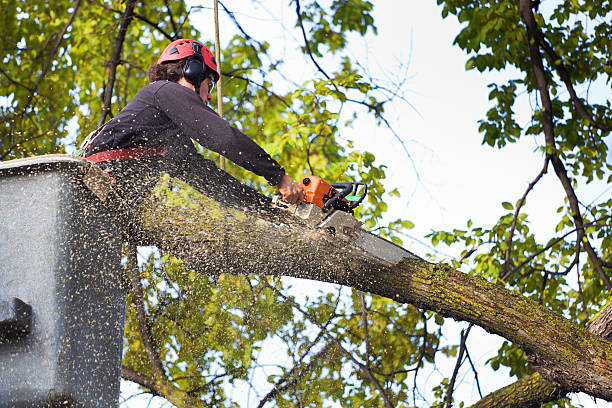 Best Emergency Tree Removal  in Rapid Valley, SD